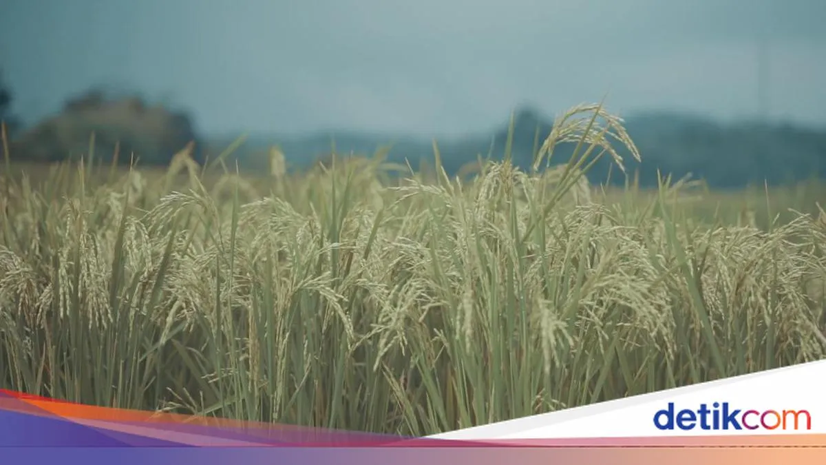 Pemkab Cirebon Matangkan Penataan Ruang: Perlindungan Sawah dan Pengembangan Industri