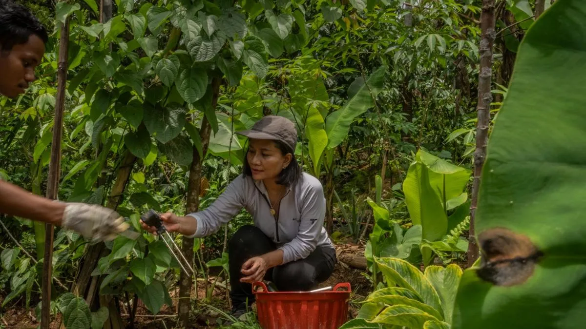 Proyek LIFE dari Indonesia Raih Pendanaan Food for Tomorrow, Uji Tumpang Sari Jagung dan Sacha Inchi Berbasis AI