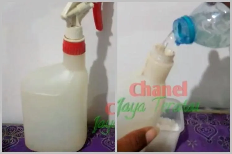 Cara Mengusir Tokek dengan Racikan Tiga Bahan Dapur, Tanpa Menangkap atau Membuat Perangkap