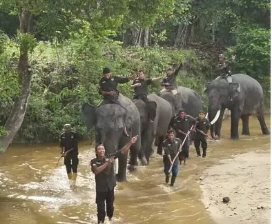 Video Gajah Sumatera di Riau Ikut Tren Pacu Jalur Viral di Media Sosial