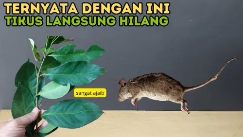 Cara Mengusir Tikus dari Rumah dengan Empat Bahan Dapur: Daun Salam, Bawang Putih, Cabai, dan Garam