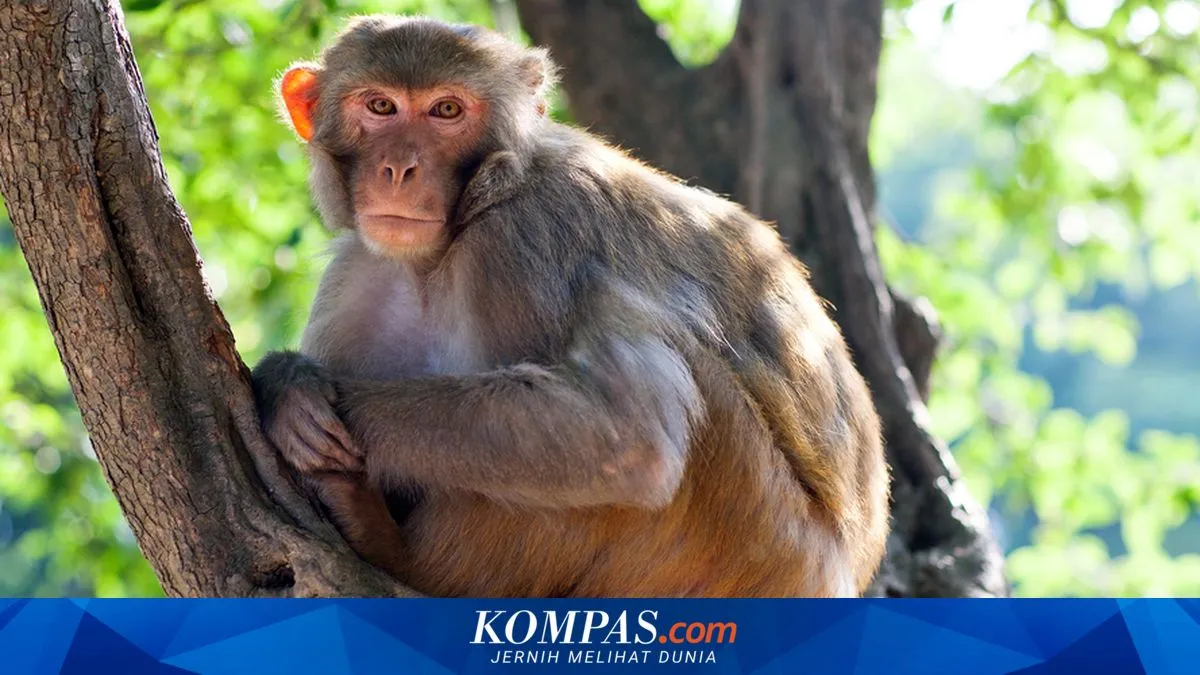 Kabar Dunia Sepekan: Dari Pembakaran Gudang Minyak di Thailand hingga Temuan Omicron yang Lebih Cepat dari Delta