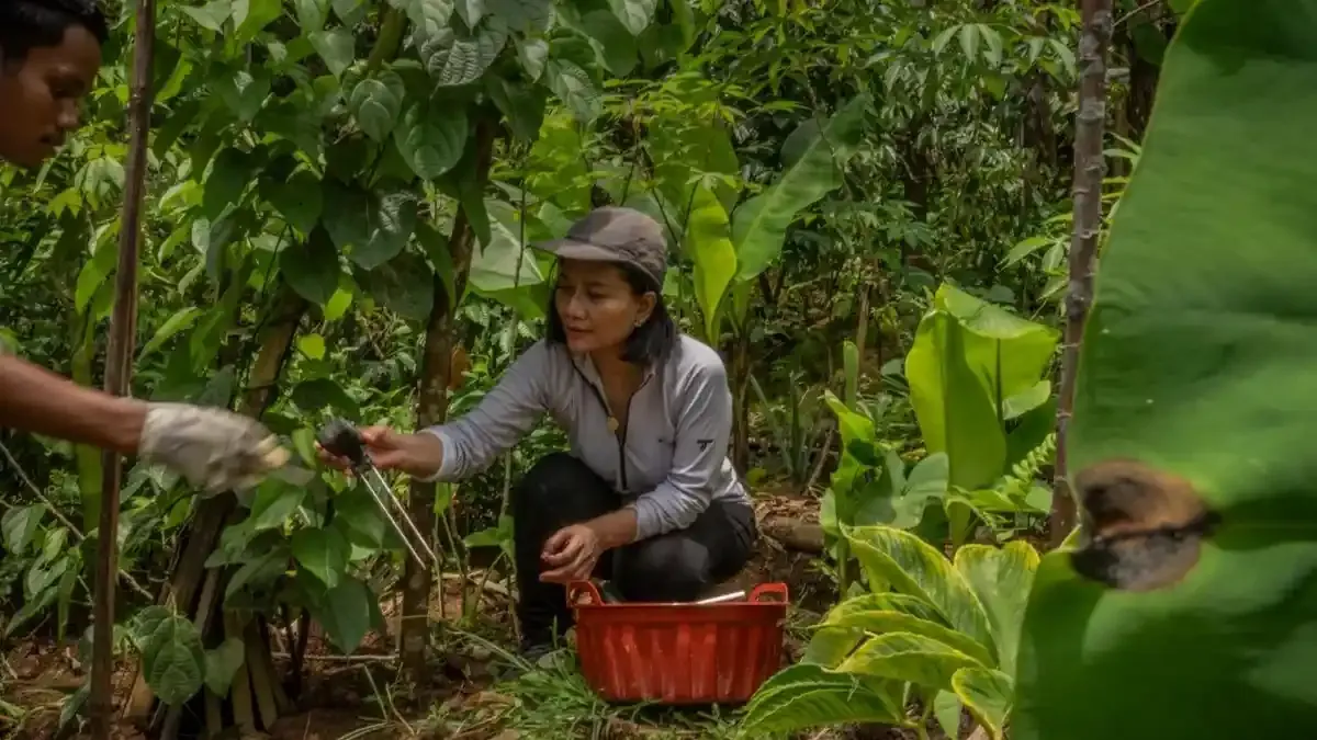 PepsiCo dan National Geographic Danai Lima Riset Pertanian Regeneratif, Proyek Indonesia Uji AI dan DNA Tanah