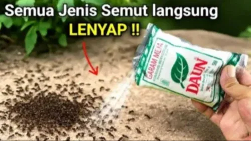Cara Mengusir Semut di Rumah Tanpa Obat Kimia dengan Bahan Dapur