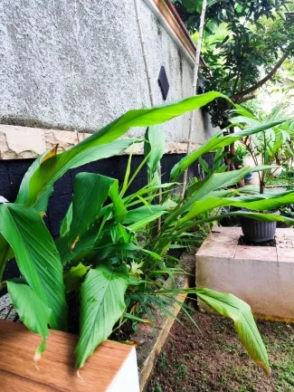Kebiasaan Minum Jamu Bertahan Usai Pandemi, Muncul Kesadaran Baru soal Imunitas