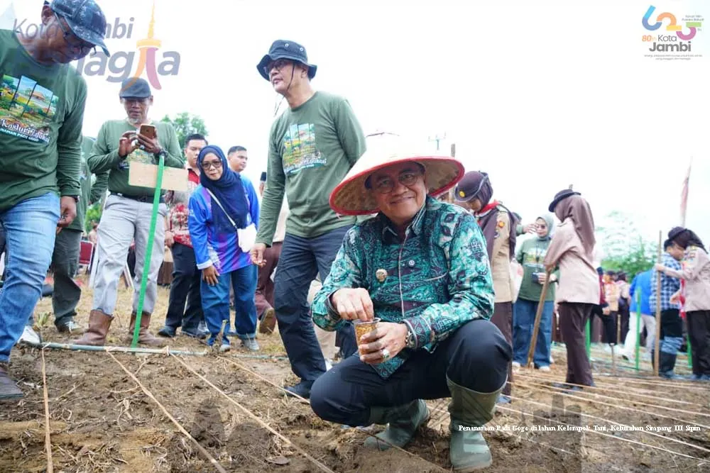 Pemkot Jambi Ajak 500 Pramuka SMP Tanam Padi Gogo di Lahan Poktan Kasturi