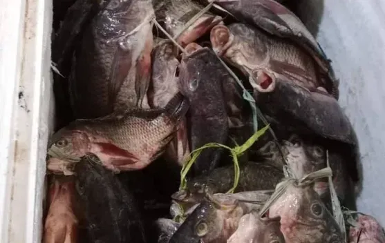 Ikan Nila Kian Digemari Warga Boven Digoel, Permintaan Pedagang Meningkat