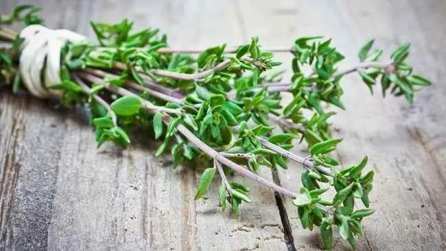 Daun Thyme Indonesia Kian Diminati Pasar Global, Jepang Jadi Pembeli Utama