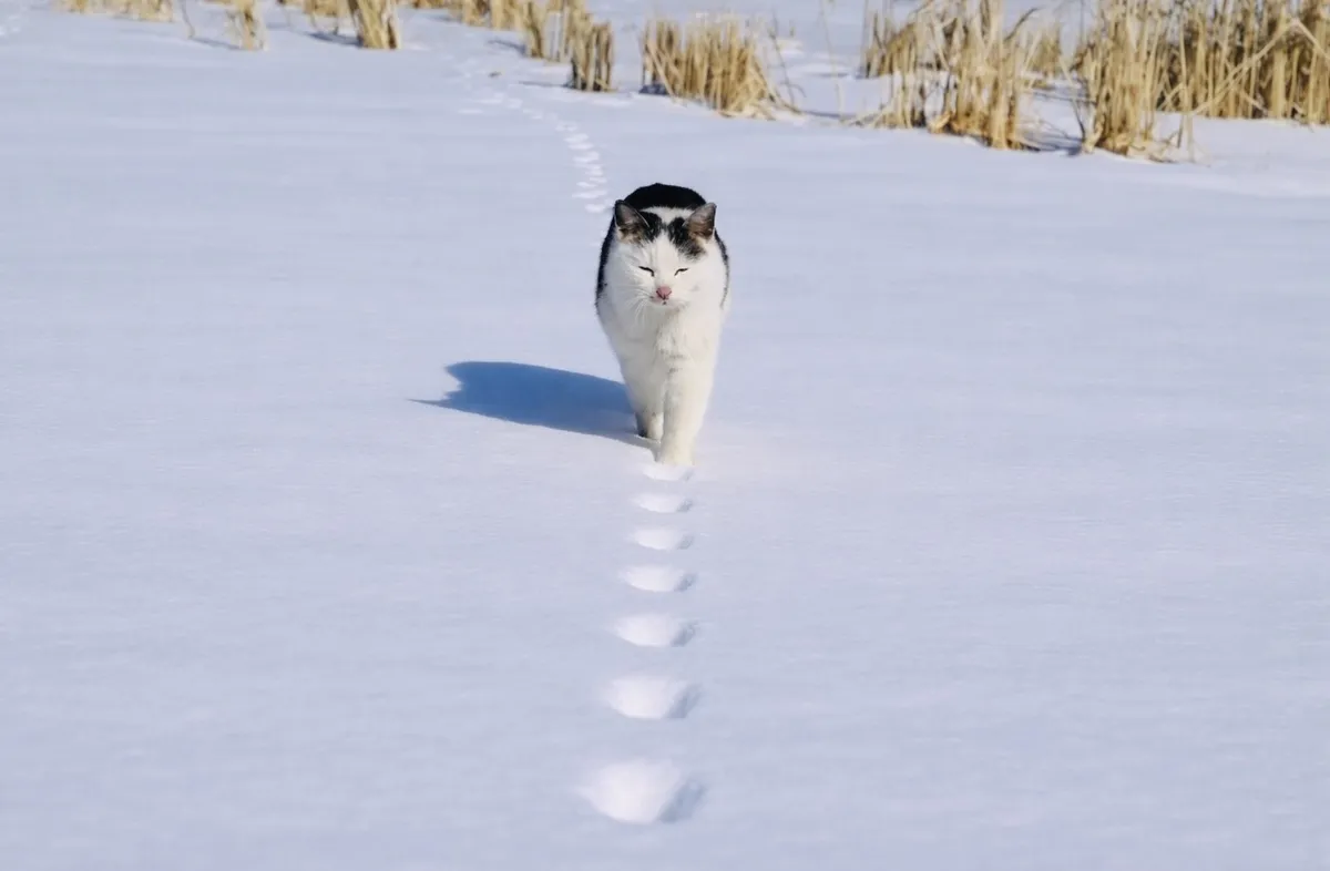Foto Kucing di Ladang Bersalju Jepang Picu Perdebatan: Dua Kaki atau Empat Kaki?