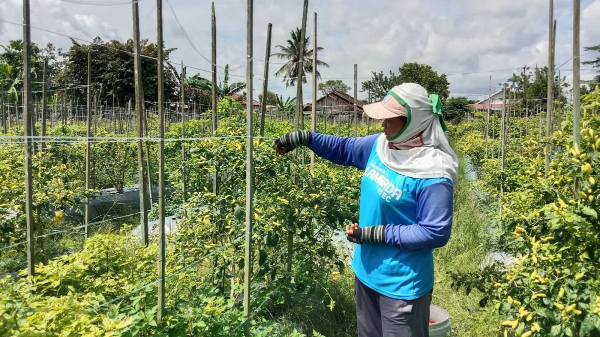 Pemprov Kalsel Percepat Digitalisasi Data Hortikultura Lewat Aplikasi SPH-CAWI