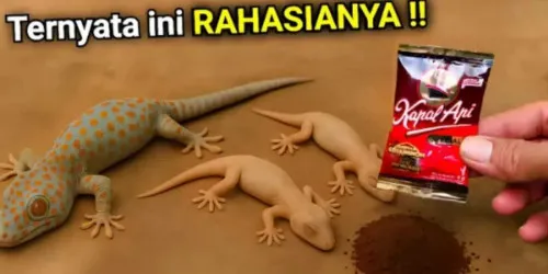 Cara Mengusir Cicak dan Tokek dari Rumah dengan Bahan Dapur
