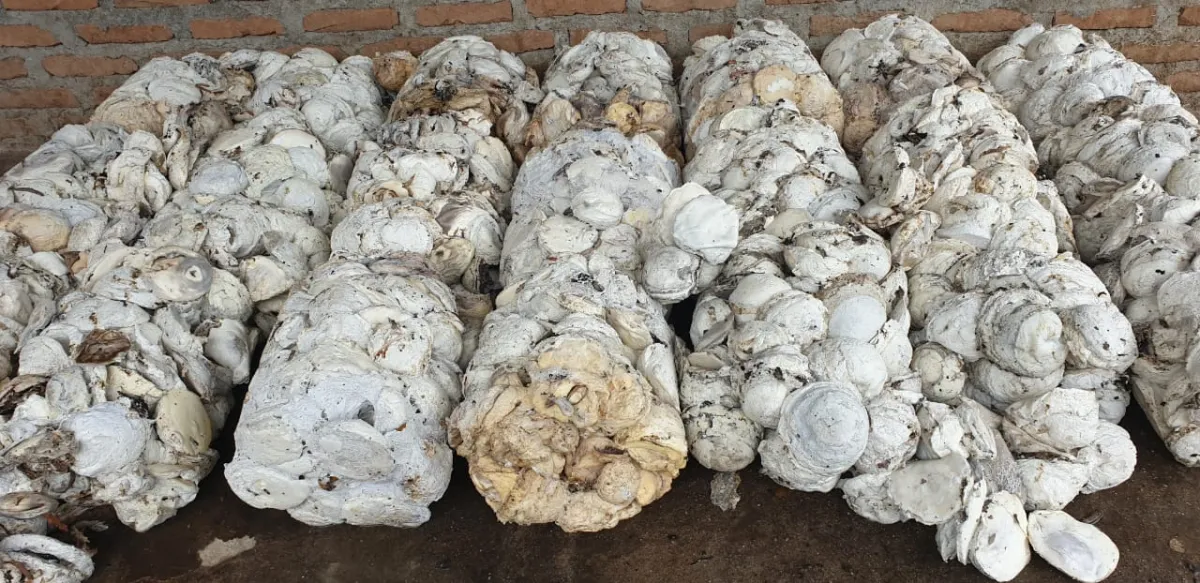 Ekspor Karet Alam Sumut Januari 2026 Turun 3,8%, Harga Global Terus Menguat