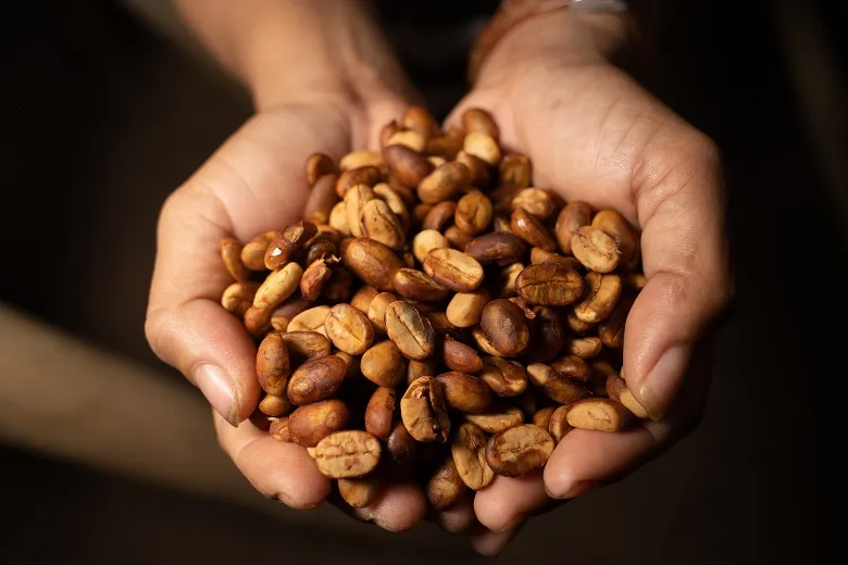 Kopi Pipikoro di Sigi: Menikmati Senja dengan Arabika dan Robusta dari Kebun Hutan