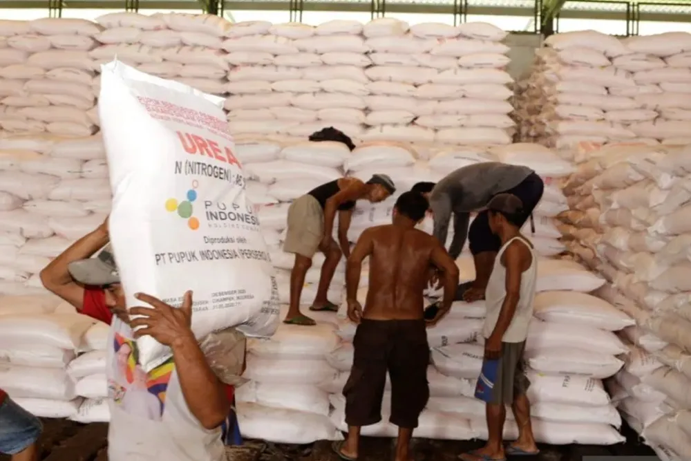 WTO Peringatkan Risiko Krisis Pupuk Global, Indonesia Diminta Waspadai Dampak ke Produksi dan Harga Pangan