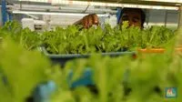 Studi: Paparan Rasa Sayur saat Hamil Dapat Membantu Anak Lebih Menerima Sayuran