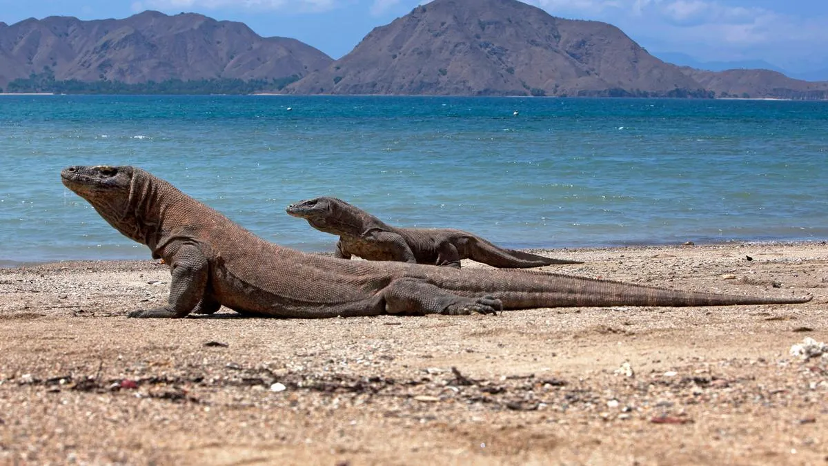 Kuota 1.000 Pengunjung per Hari di Taman Nasional Komodo Resmi Berlaku, Aplikasi SIORA Diakui Masih Perlu Penyempurnaan
