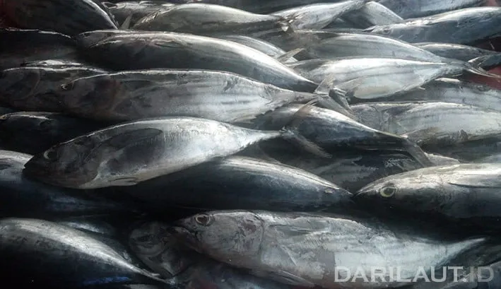 Dosen UNG Kembangkan Teknologi dan Digitalisasi Pengolahan Limbah Cakalang di Desa Imana