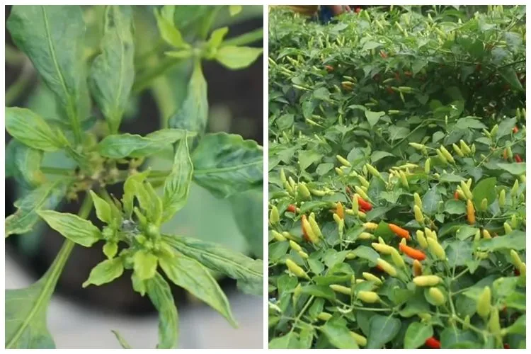 Trik Satu Bumbu Dapur Disebut Bisa Membantu Cabai Kembali Subur Saat Daun Keriting