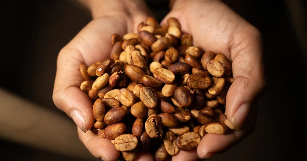 Kopi Pipikoro dari Sigi: Diracik dari Kebun Hutan dan Dijaga Mutunya oleh Petani