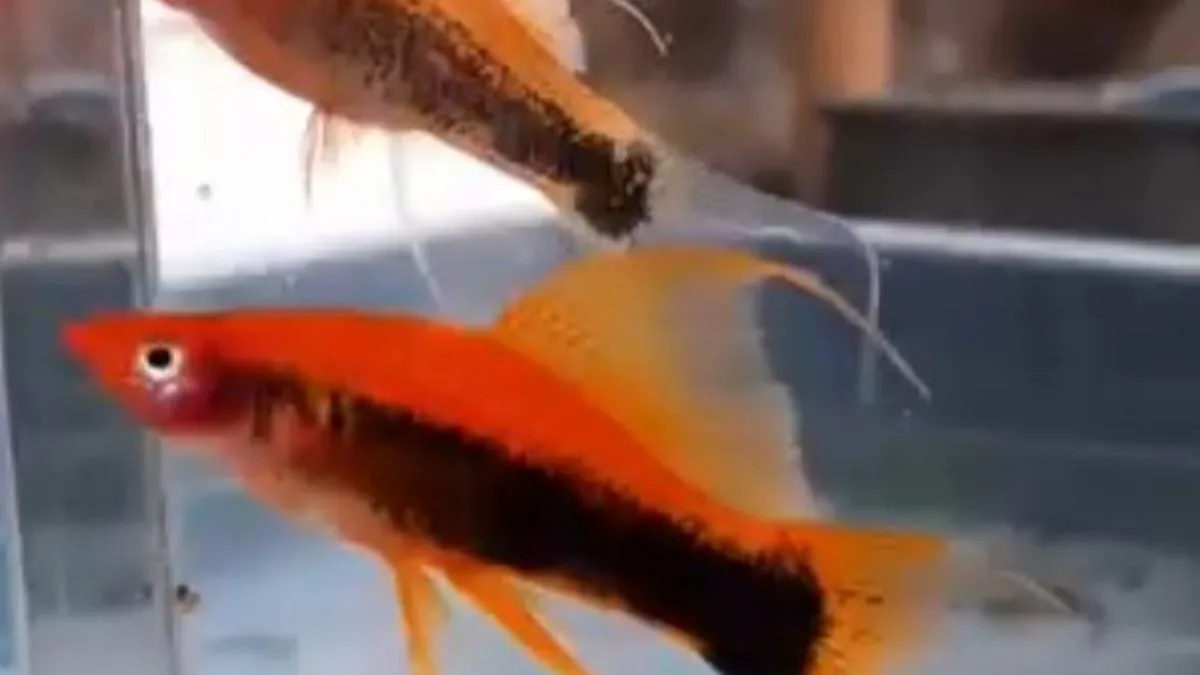 Mengenal Ikan Ekor Pedang (Xiphophorus hellerii), Primadona Akuarium dari Amerika Tengah