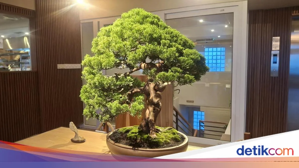 ROOTED di Canggu: Ketika Bonsai dan Lukisan Mengajarkan Kita Cara Bertumbuh Pelan-pelan