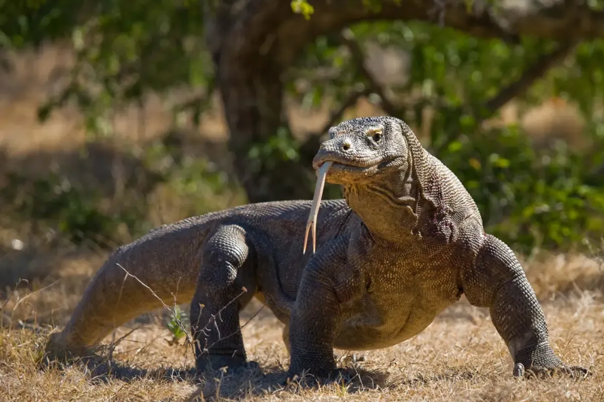 Indonesia Pinjamkan Sepasang Komodo ke Jepang untuk Program Pengembangbiakan, Jepang Siapkan Jerapah dan Panda Merah