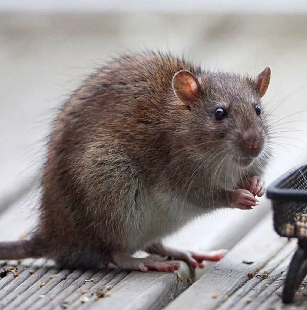 Empat Bahan Dapur yang Disebut Bisa Membantu Menjebak Tikus di Rumah