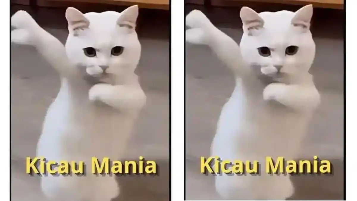 Cara Ubah Foto Kucing Jadi Video Joget dengan Musik Kicau Mania, Bisa Lewat Ponsel