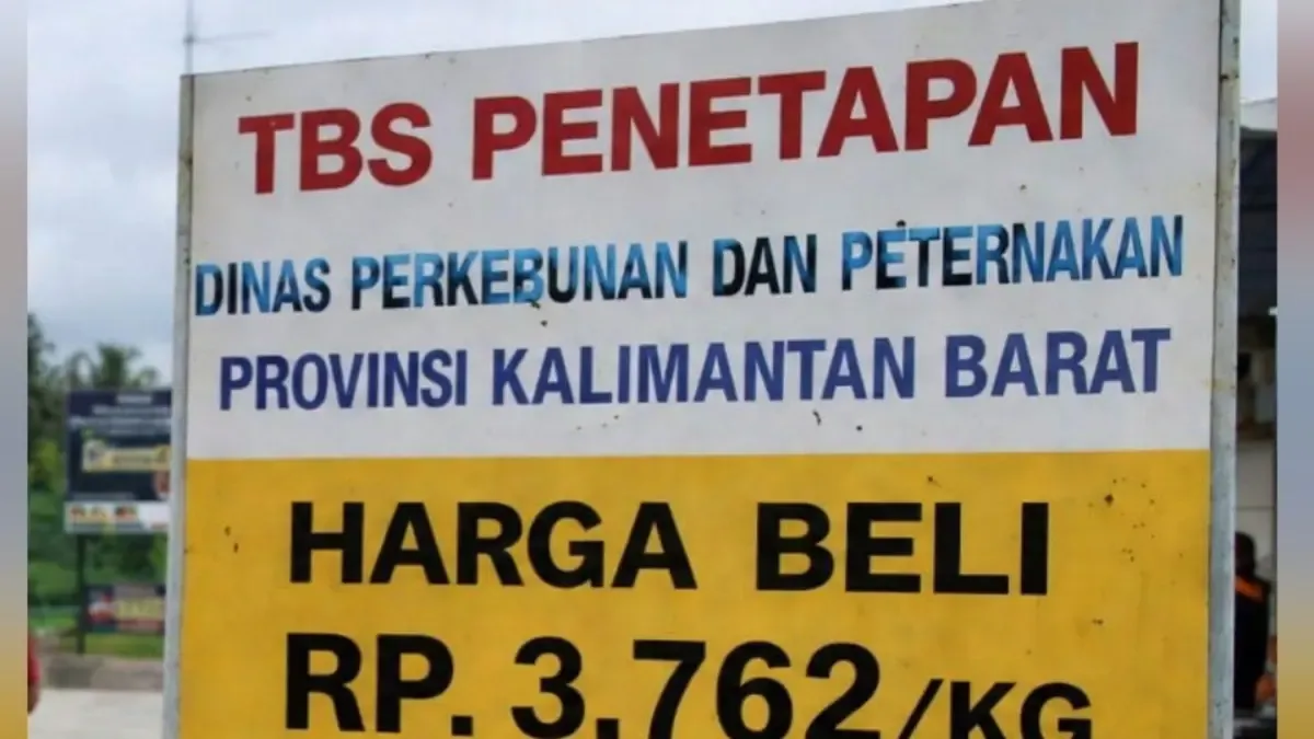 Petani Soroti Selisih Harga TBS di PKS Rimba Belian Sanggau, Perusahaan Sebut Dipengaruhi Kualitas dan Status Kemitraan
