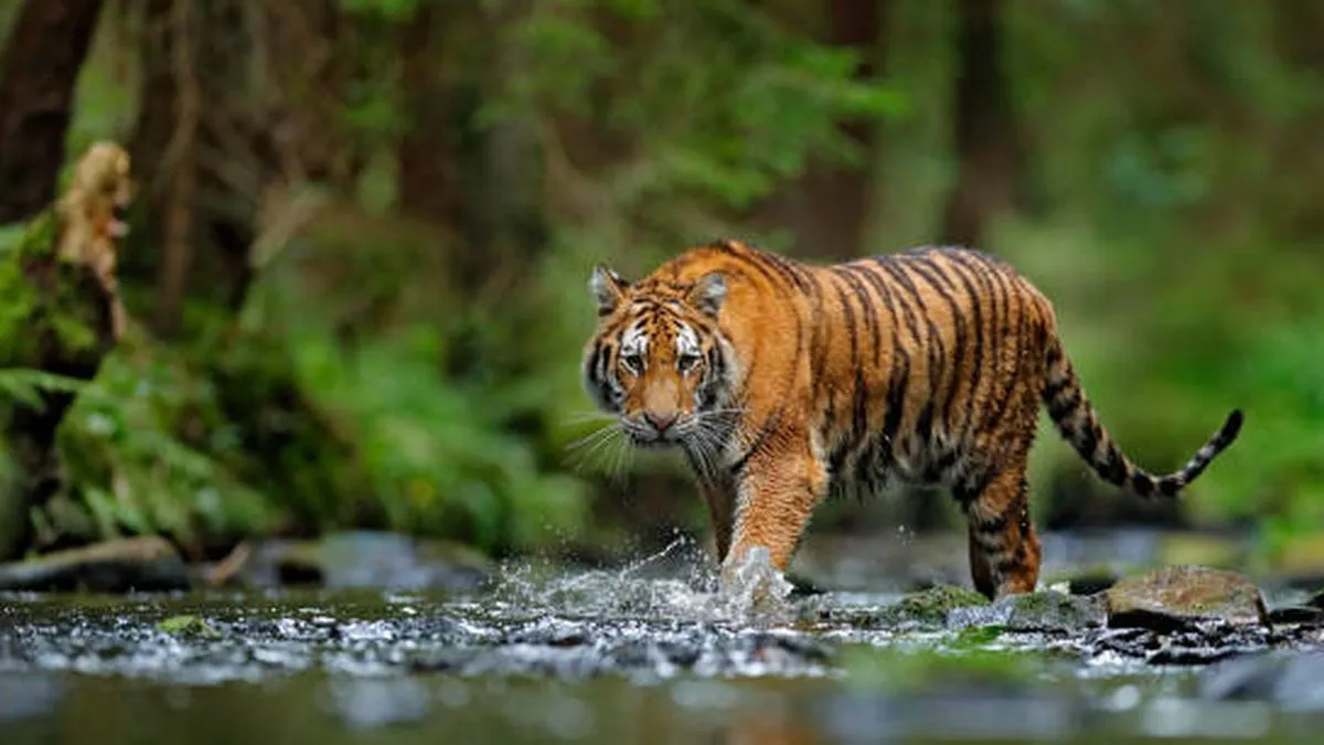 Cek Fakta: Video Harimau Menerkam Pengendara Motor di Dekat Hutan Ternyata Hoaks