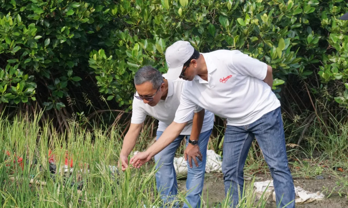 ITS Kembangkan Padi Toleran Garam di Kebun Raya Mangrove Surabaya untuk Dukung Ketahanan Pangan Pesisir