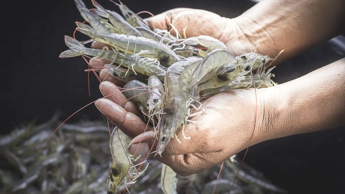 Tautan Klaim Bantuan Benih Udang Gratis Disebut Hoaks, Diduga Modus Pencurian Data