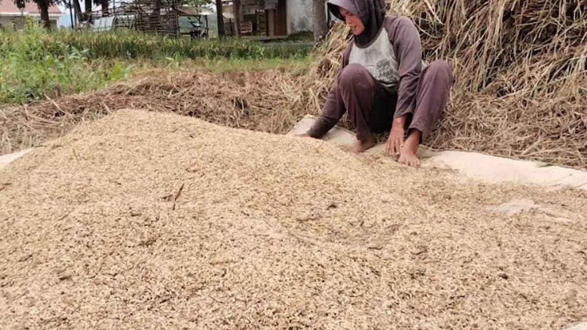 Konflik Timur Tengah dan Ancaman Krisis Pangan: Jalur Hormuz Jadi Titik Rawan Pasokan Pupuk Dunia