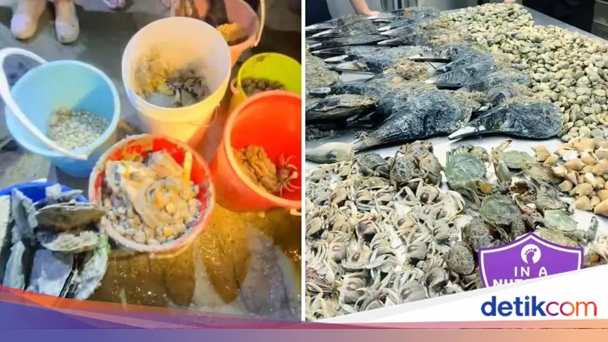 Tren “Gan Hai” Viral: Berburu Kerang dan Kepiting di Pantai Tuai Kritik karena Dinilai Merusak Ekosistem