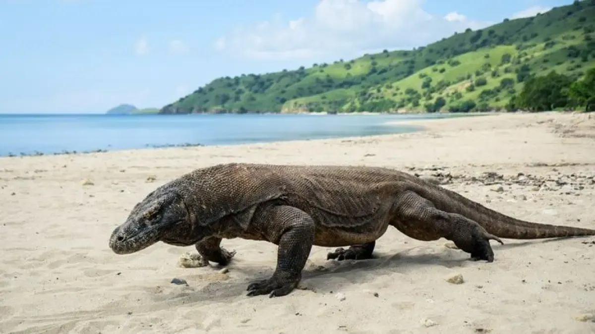 Indonesia Akan Kirim Dua Komodo ke Jepang Lewat Program Pengembangbiakan