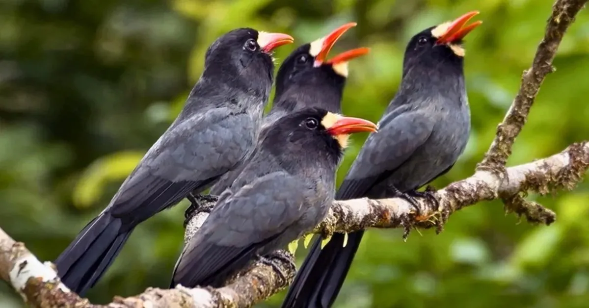 Studi di Amazon Peru: Hewan Bentuk Jaringan Peringatan Antarspesies di Kanopi Hutan