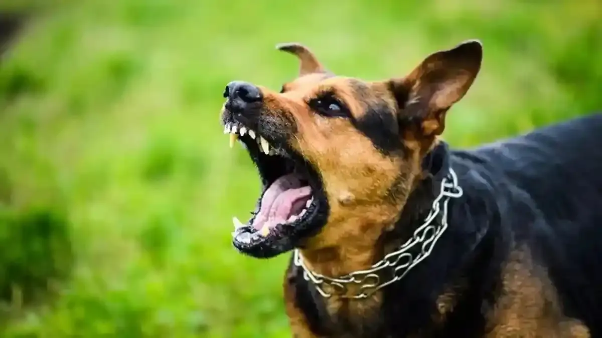 Isu Anjing Gila Gigit Siswa di Sekitar Stadion H Andi Bintang Sinjai Dipastikan Tidak Benar