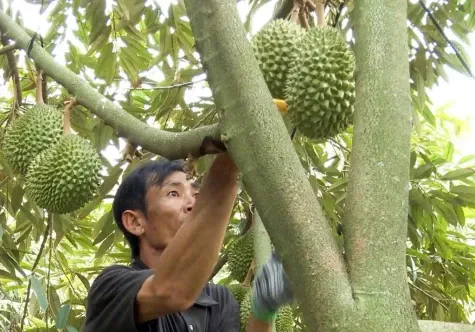 Harga Durian Vietnam Anjlok saat Panen Puncak, Hambatan Uji Ekspor dan Ketelusuran Disorot