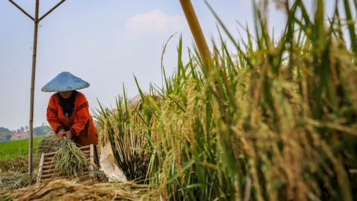 Ancaman Krisis Pangan Global Menguat, Indonesia Klaim Surplus Beras dan Perkuat Produksi Dalam Negeri