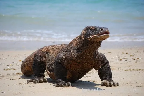 Pulau Komodo Mendunia, tetapi Habitatnya Terancam oleh Lonjakan Wisata dan Konten Digital