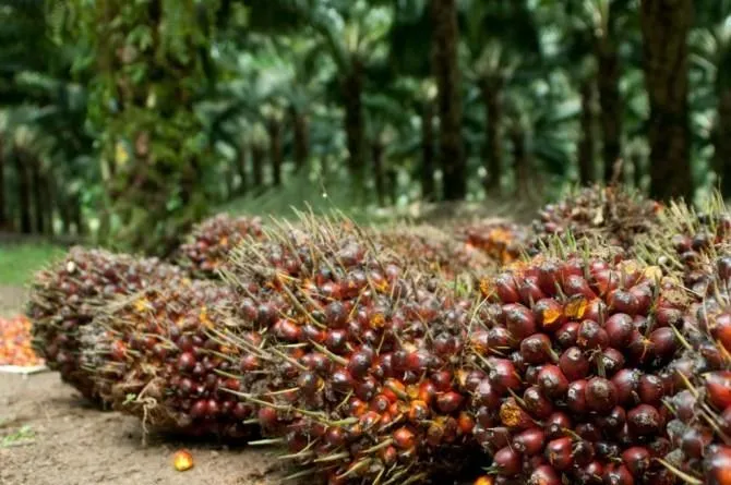 Indef: Kenaikan Harga CPO Belum Menutup Lonjakan Biaya Logistik di Tengah Konflik Global