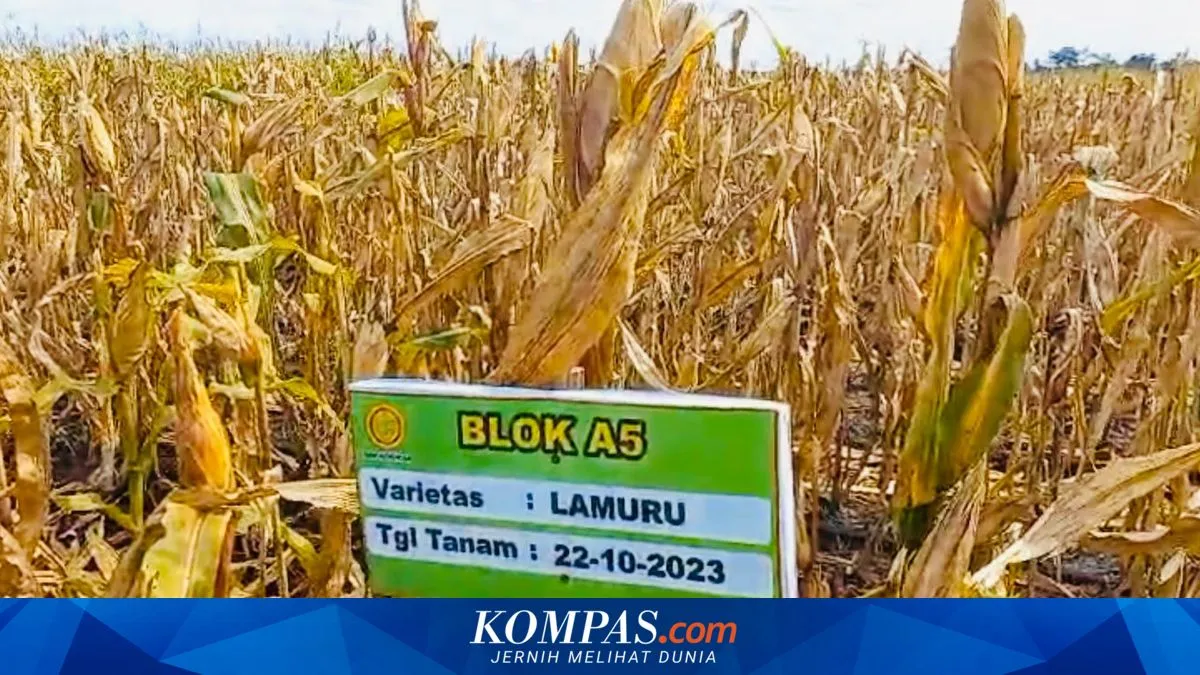 Dorongan Demiliterisasi Menguat di Tengah Pergeseran Tata Kelola SDA