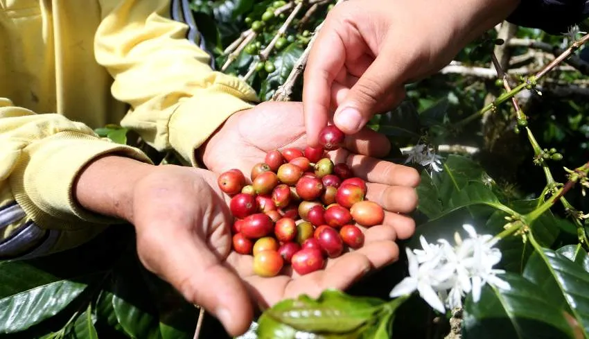 Harga Biji Kopi Naik dan Pasokan Terbatas, Pelaku Usaha Kopi di Bali Hadapi Tekanan Berlapis