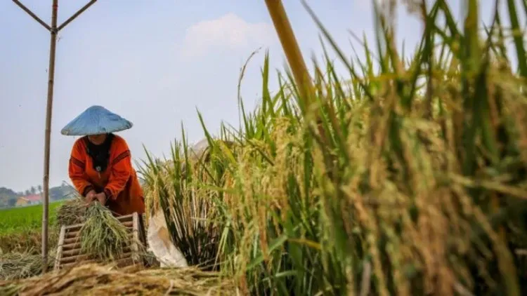 Ancaman Krisis Pangan Global Menguat, Indonesia Klaim Surplus Beras dan Perkuat Produksi Dalam Negeri