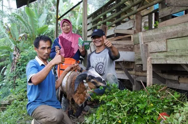 Program Tebar Hewan Kurban Dompet Dhuafa Jangkau Pelosok, Libatkan Musisi hingga Peternak Lokal