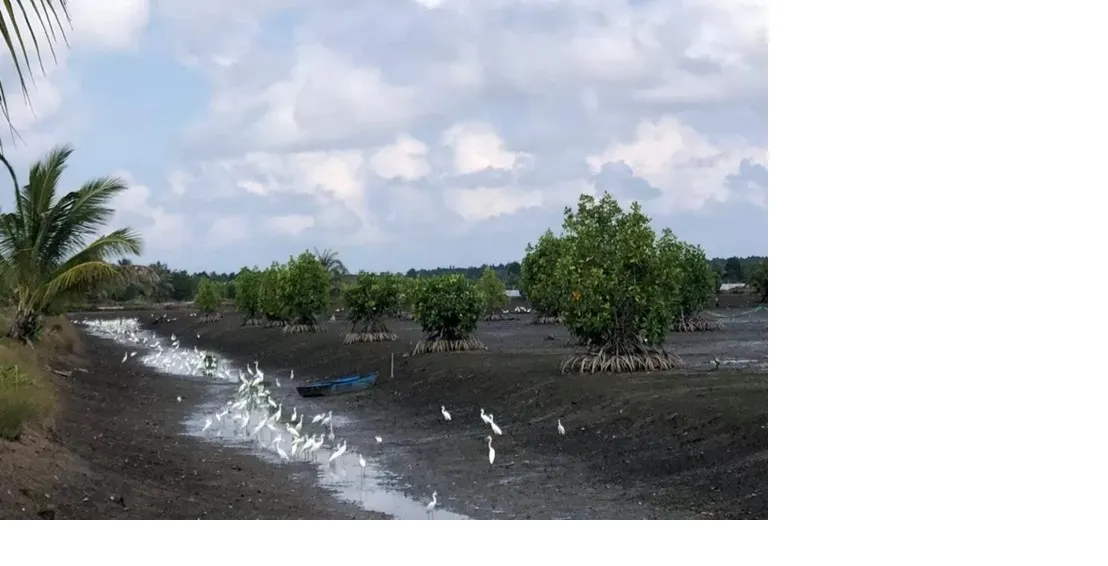 Pemprov Kaltara Matangkan Tata Kelola Perdagangan Karbon dari Mangrove dan Gambut