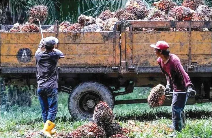 Harga CPO Global Diperkirakan Bertahan Tinggi hingga Kuartal II 2026, Dipicu Gangguan Pasokan dan Konflik Asia Barat