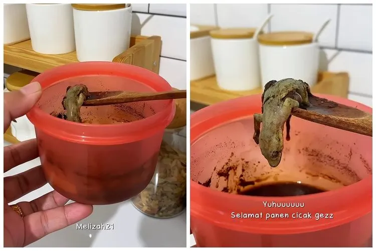 Trik Mengusir Cicak di Rumah dengan Dua Bahan Dapur, Tanpa Perangkap
