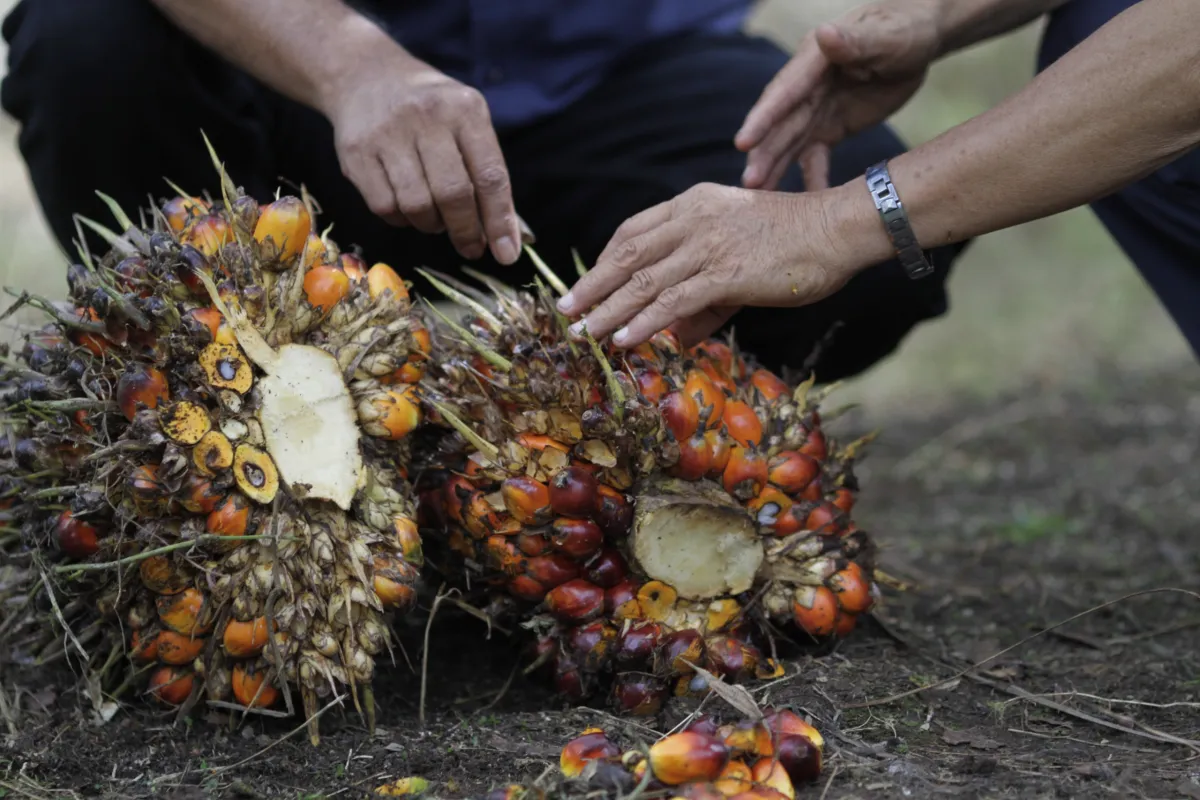 Selisih Harga TBS Rp600 per Kg di PKS Rimba Belian Picu Polemik, Petani Minta Transparansi