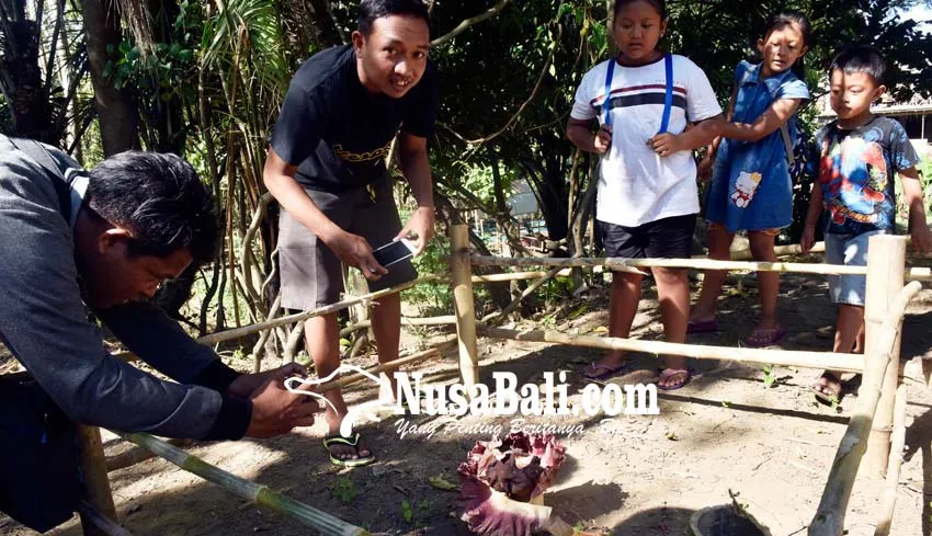 Bunga Rafflesia Muncul di Bantaran Tukad Bindu Denpasar, Warga Pasang Pagar Bambu